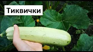 Градинар за Тиквичките
