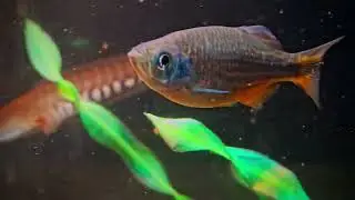 one of the more common native Indian fish called malabar danio