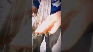 Don Fabio y su dedo mocho