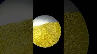 Portulaca Flower observed in Microscope #ytshorts #flowers