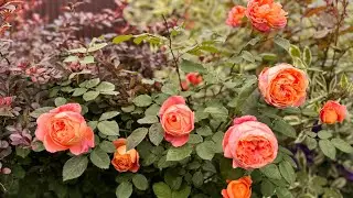 #10 🥰Волшебство английских роз:20 сортов. Путешествие в мир ароматов🌺(Эвелин,Транквиллити,Элла и др)