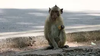 monkey one leg #viral #animals #music #nature #cute
