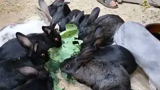 نفسك فى مشروع يكسبك دهب وبأقل تكاليف ‼️ هى تربية الارانب  على الارض هيكسبك دهب❗