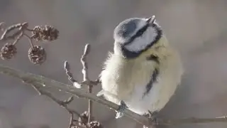 mésanges bleues neige