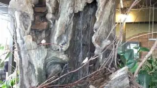 Indoor Aviary for small birds such as Tanagers, Zebra Finches, Society Finches etc.