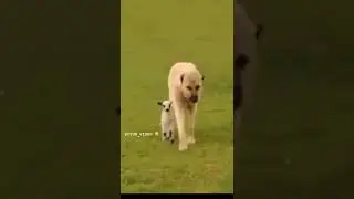 Kangal protect sheep