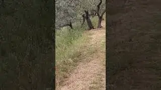 Walk with me from Collepino to Spello - Umbria. Italy