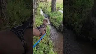 Mr. Moose vs. Cows. Arlee, Montana  #dog #doberman #nature #activelifestyle #pets