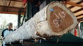 Effective care for processing teak wood to get maximum results