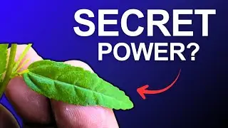 3 Strange and Curious Facts About Country Mallow  | The Hidden Plant Science