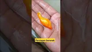Pregnant albino super gold molly fish