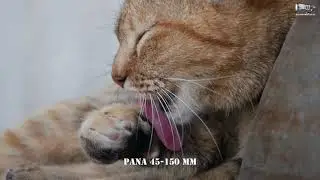 Panasonic 45-150 MM || CAT