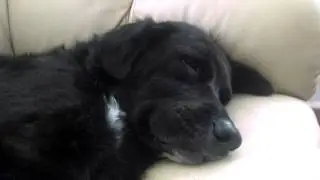 Derp dog scared awake