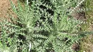 Ptilostemon afer (Jacq.) Greuter