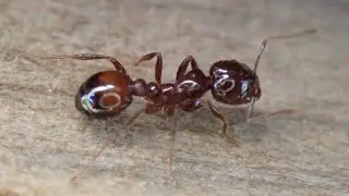 Grown Here at Home: Virginia Cooperative Extension warns of Hybrid Fire Ants