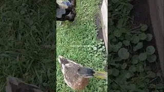And today we have a Confession #duckrunrelease #mallards #chickens #Cupcake