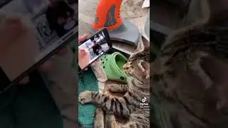 Blind Man vs Cat