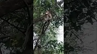 @bhimashankar 🙈🙉🙊 #monkey #animation #monkeycomedy