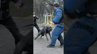 Cool Cane Corso Prometheus. Powerful attack. Bodyguard dog training. #GUARDODESSA Odessa СТРАЖ