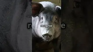 Amazing Pig Facts You Didn't Know! 🐷 Fun Animal Shorts
