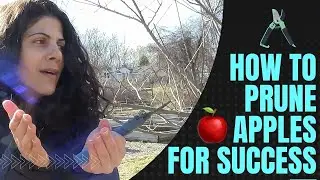 How to Prune Apple Trees for a Successful Harvest and Optimal Health