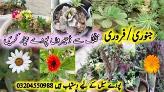 25+Permanent Plants To Grow in January/February/Permanent plant from cuttings/winter Flowering Plant