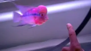 Finger chasing