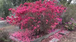 Bonaventure Cemetery Tour | Plants in Bloom | Savannah, GA