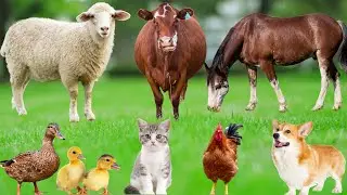 Cute Little Animals: Piglet, Kitten, Chick, Dog, Duckling, Squirrel, Rabbit, Cow, Horse&ndash;Animal Video