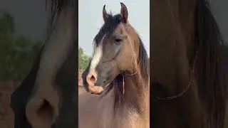 Horse sound🔥real sound without any trending music❤️🔥 #beauty #horse