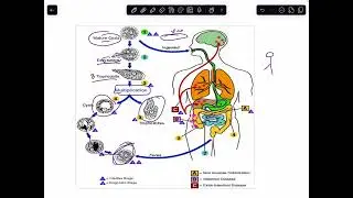 Entamoeba histolytica life cycle