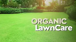 Why is Organic Lawn Care BETTER than Synthetic?