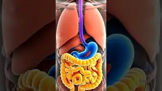 Inside Your Gut: 3D Animation of mix vegetable Digestion & Parasite Worms