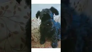 CUTE DOG OF MY FRIEND ABHAY