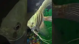 Amazing Fish Aquarium You Must See 😍#aquarium  #fish  #shorts  #fishingvideo #viralvideo