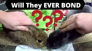 Bonding My Two Male Rabbits AGAIN!!