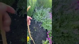 Cutting back nepeta or catnip