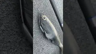 My WCZ Citizen 7 Swimbait Setup | #short #bassfishing #swimbait