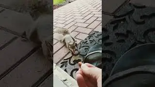 Crazy Squirrel Morning 🌞 #squirrels #pets #squirrel #viralvideo