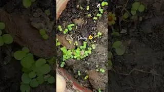 Growing Daisy From Seeds 🌼 #youtubeshorts #shorts #gardening #flowers #plants #daisy