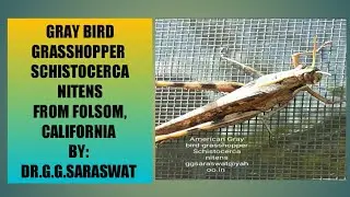 131. #AMERICAN GRAY BIRD GRASS-HOPPER#, #SCHISTOCERCA NITENS# BY: DR.G.G.SARASWAT.