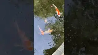 Koi Pond in Hiroshima #shorts