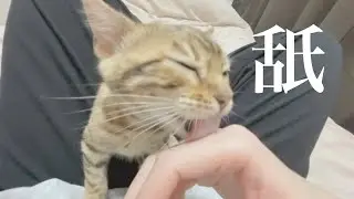 【ASMR】猫が手を舐める音が心地良い