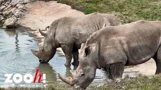 Die ersten Nashörner auf der Lewa Savanne