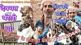 24 जुलाई 2022 कल्लू यादव के तोतापुरी बकरे बरेली बकरा मंडी 9027730443 Devchara Bareilly bakra bazaar