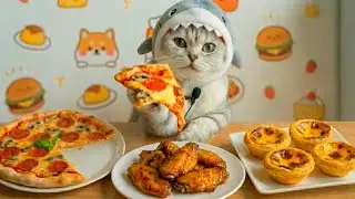 Blogger Cat | Food Blogger Cat | Cat Eating Show | CatEatingShow