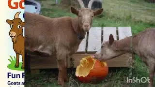 Let's look at the genius design of goats by God