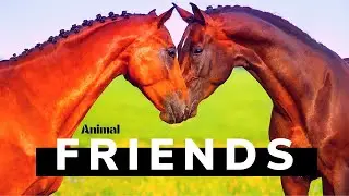 Top 6 Animals That Form Lifelong Friendships