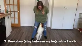 Intermediate dog tricks ATLAS | Do More with Your Dog ITD | My sheltie pack