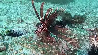 Adventures at Fish Rock 392 - Robust Ghost Pipefish and Yellow Boxfish
